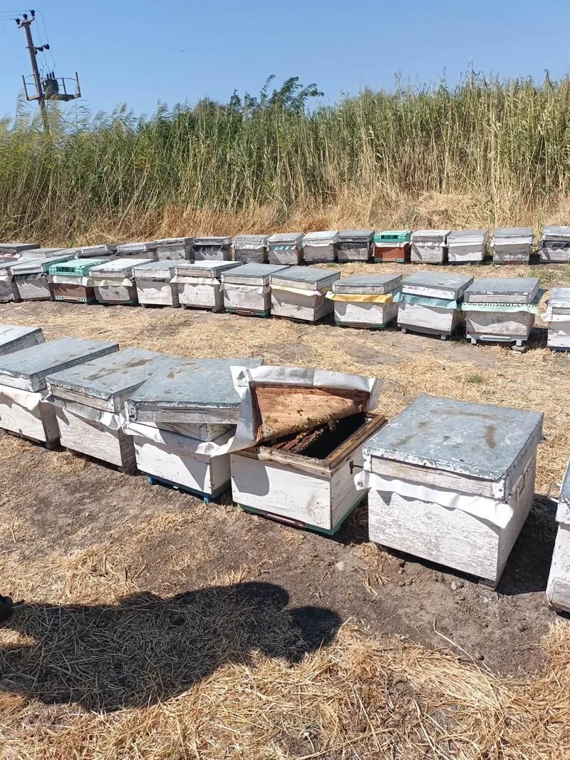Balıkesir İl Tarım Müdürlüğü Arıcılık Faaliyetlerini Sahada Denetliyor