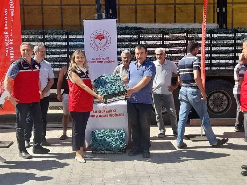 Balıkesir'de Üreticiye 210 Bin Kışlık Fide Dağıtıldı