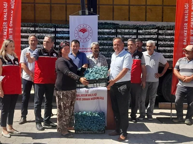 Balıkesir'de Üreticiye 210 Bin Kışlık Fide Dağıtıldı