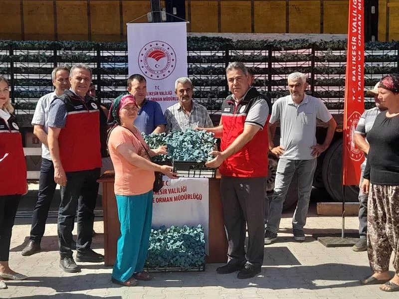 Balıkesir'de Üreticiye 210 Bin Kışlık Fide Dağıtıldı